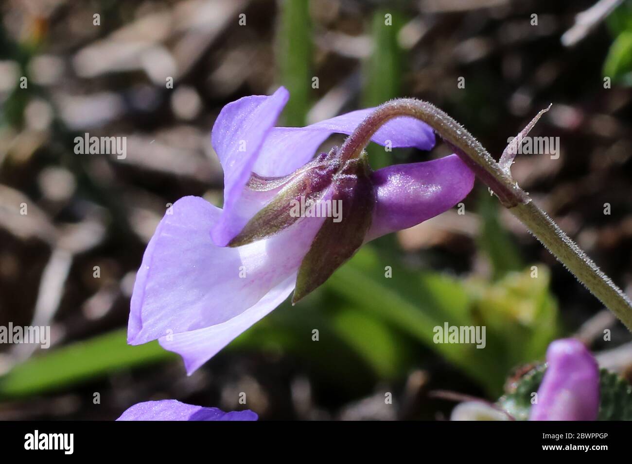 Viola rupestris, Teesdale Violet. Pianta selvatica sparato in primavera. Foto Stock
