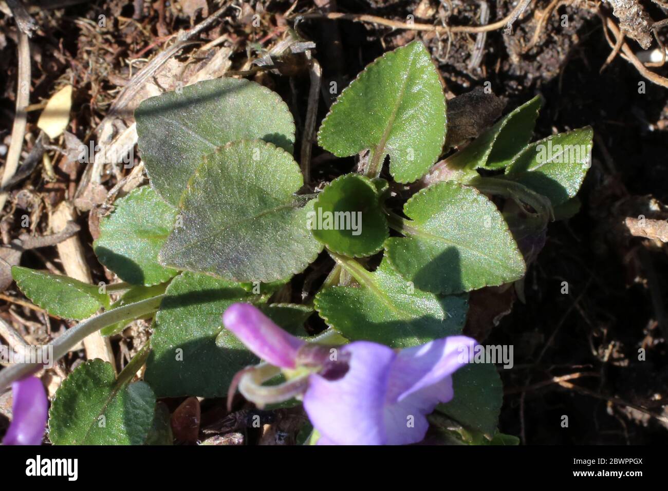 Viola rupestris, Teesdale Violet. Pianta selvatica sparato in primavera. Foto Stock