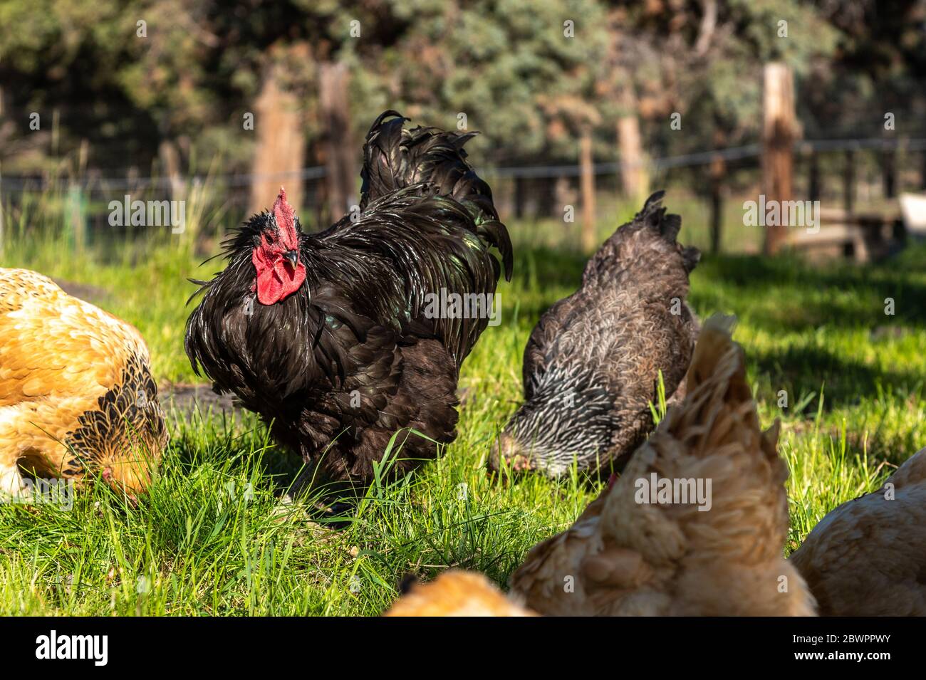 Un bel gallo nero di astralorpo che si cura delle sue galline in un campo verde lussureggiante Foto Stock