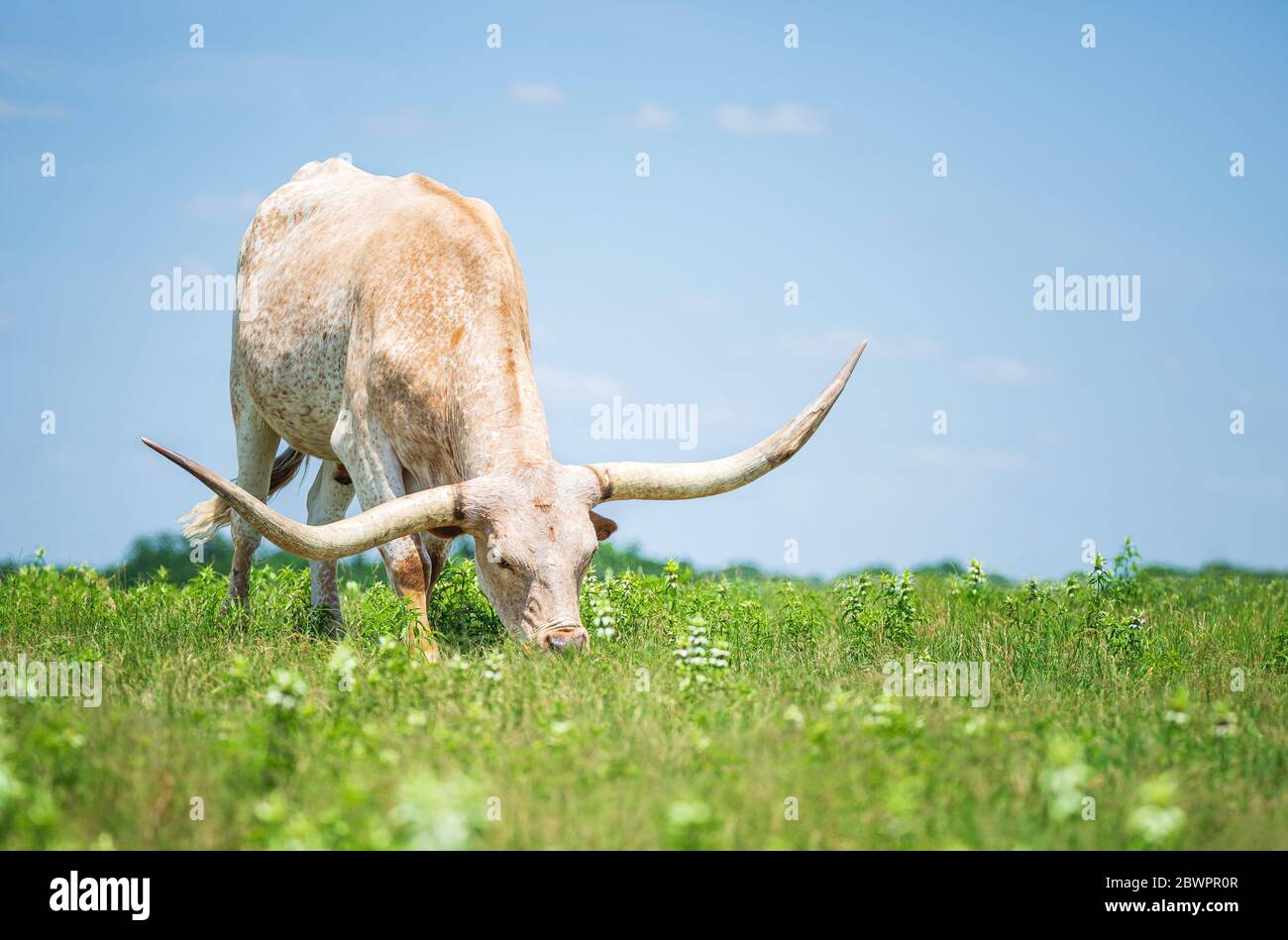 Texas longhorn pascolo in erba sul pascolo. Sfondo blu con spazio di copia. Foto Stock