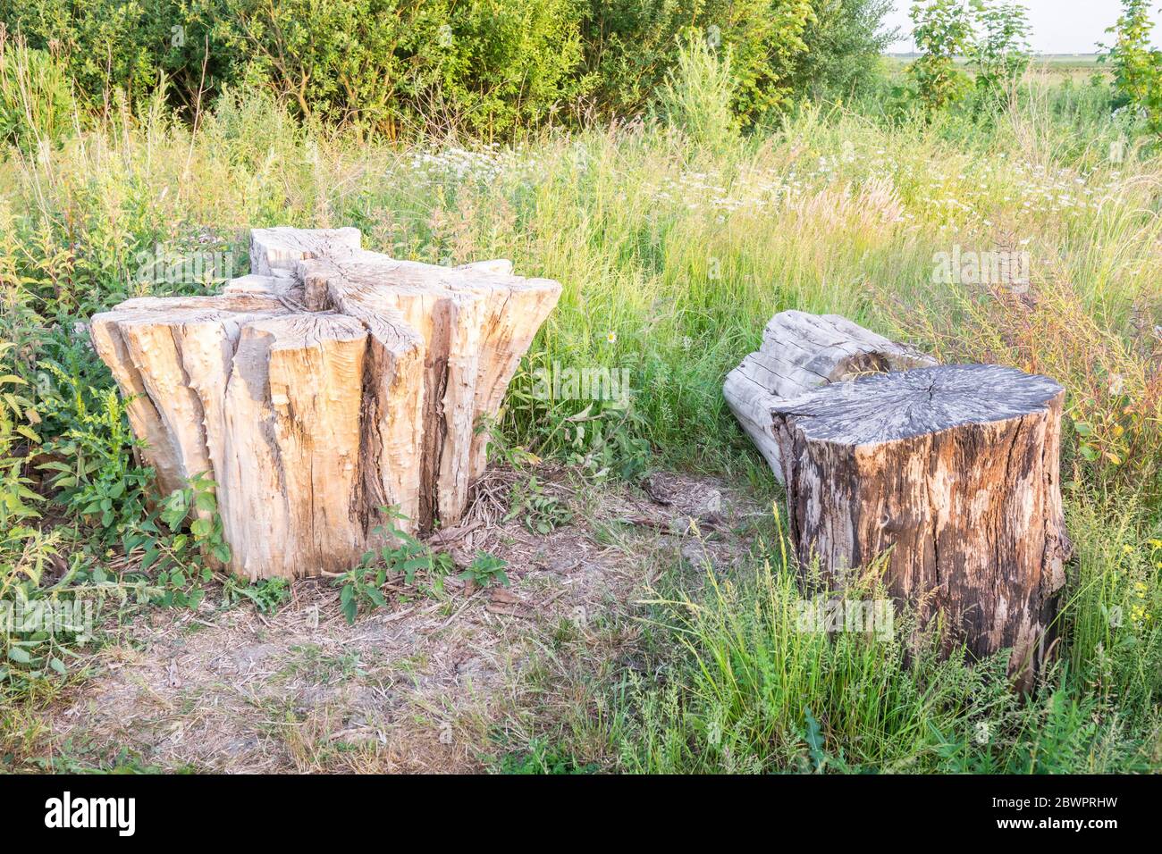 Ceppi di alberi segati, che servono come tavoli e sedie in un luogo di riposo in un'area ricreativa. Foto Stock