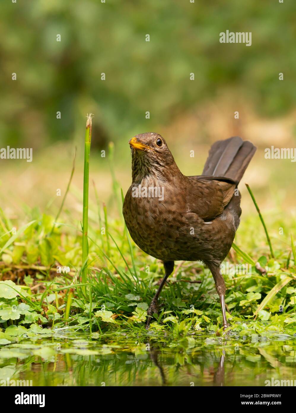 Una donna Blackbird (Turdus merula) che beve da un laghetto del giardino, Warwickshire Foto Stock