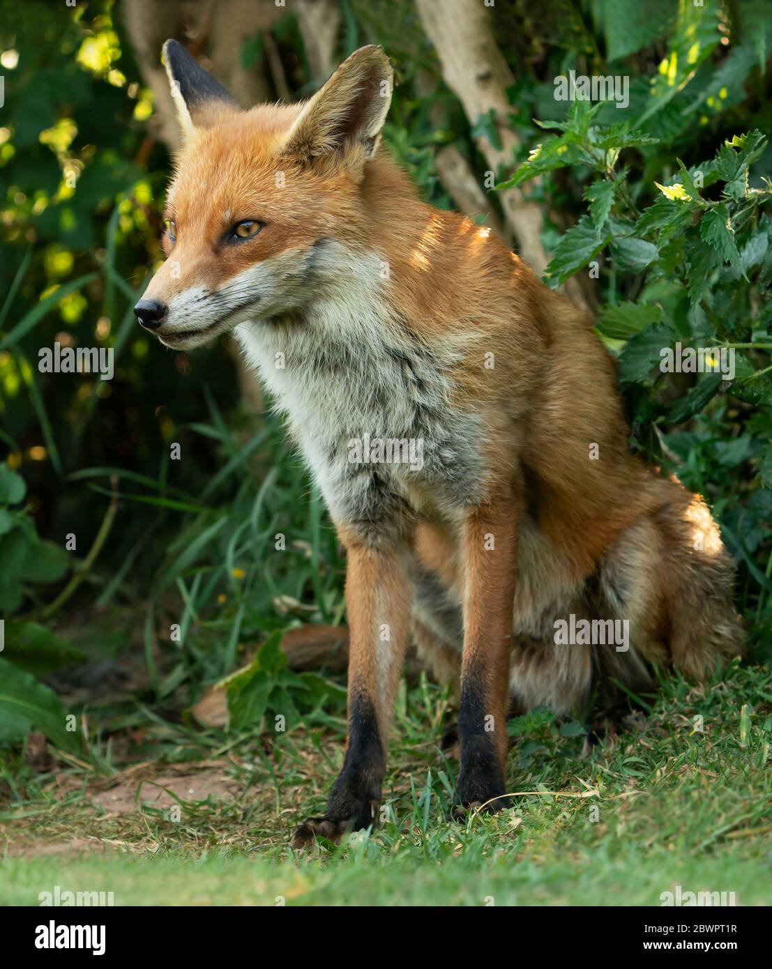 Un maschio selvaggio Red Fox (Vulpes vulpes) seduto guardando sul bordo di un campo, Warwickshire Foto Stock