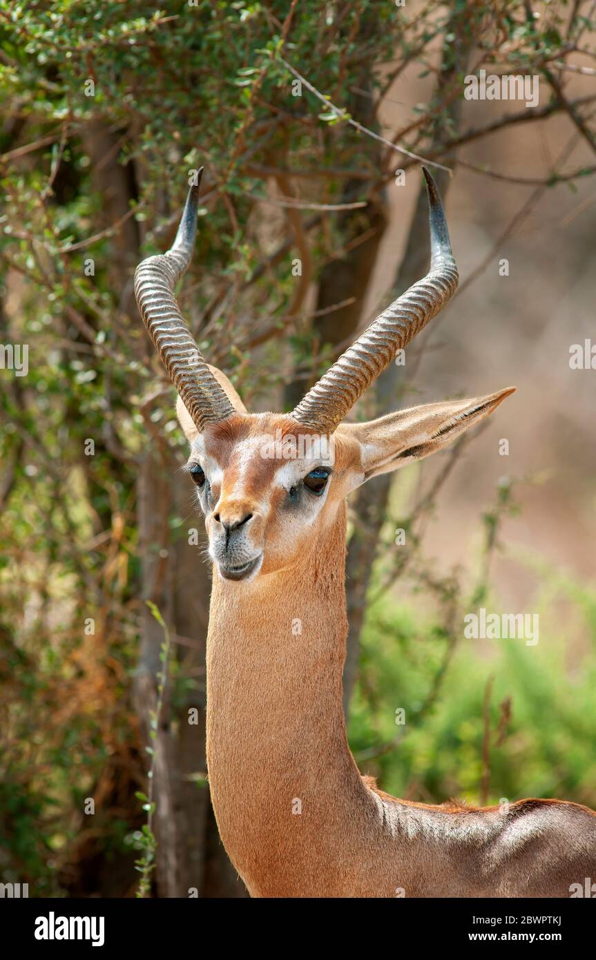 Gerenuk, Litocranius walleri. Maschi nella Riserva Nazionale di Samburu. Kenya. Africa. Foto Stock