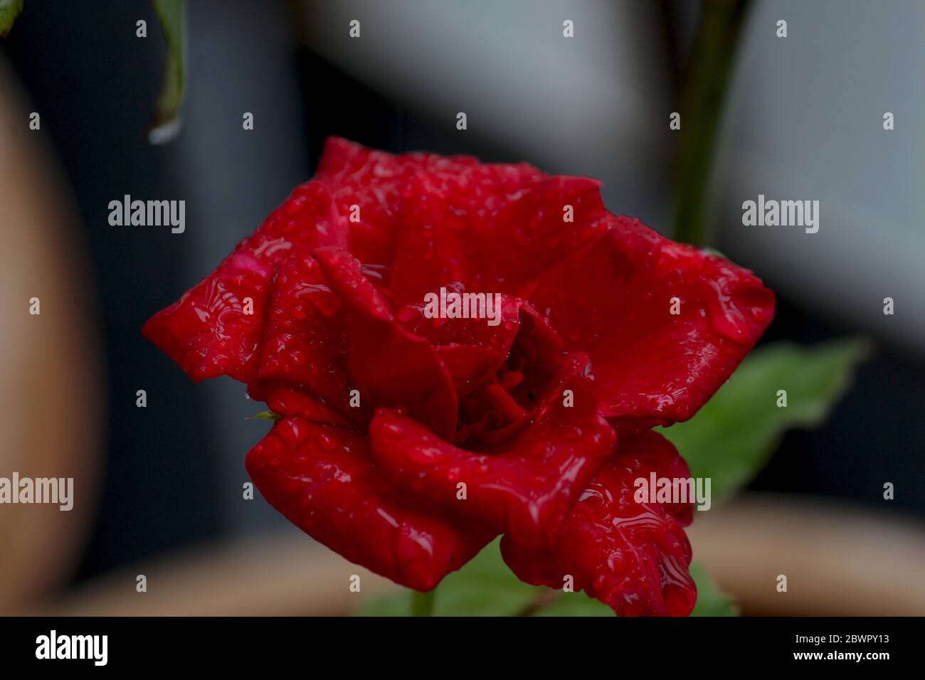 rosa rossa che fiorisce su una pianta di rosa catturata durante la stagione delle piogge. Foto Stock