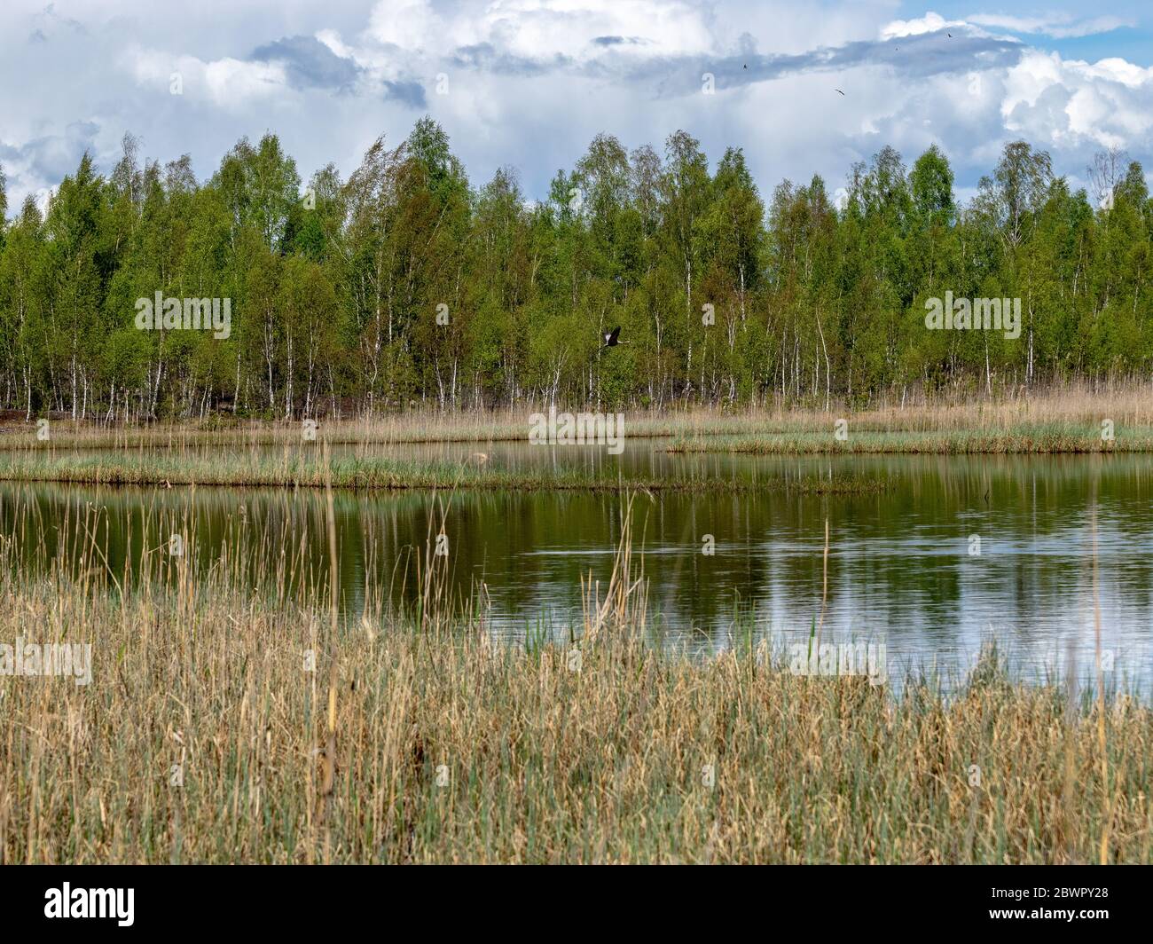 Paesaggio di primavera colorato in una torbiera, struttura di torbiera, Sedas moor, Lettonia Foto Stock