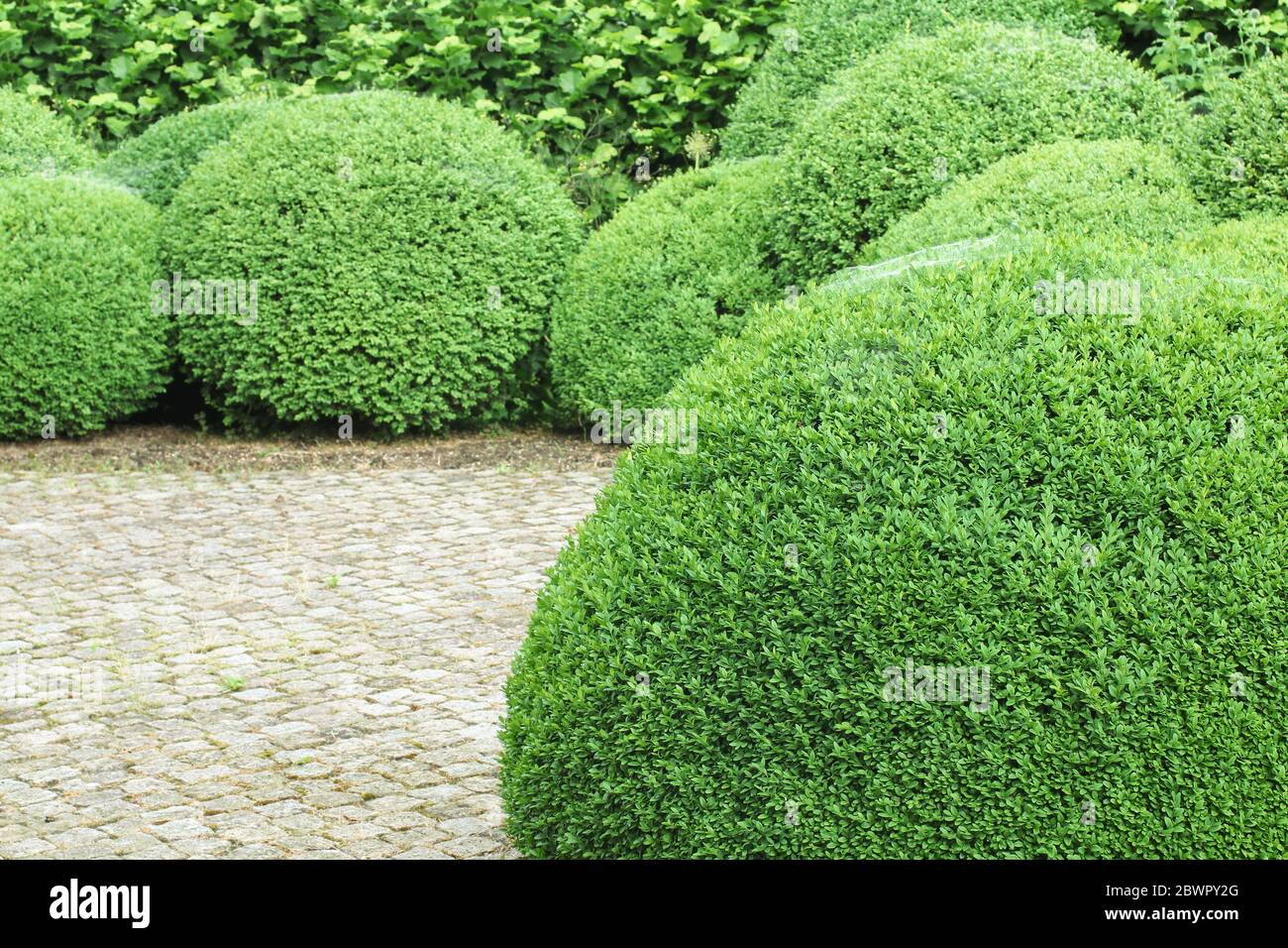Box piantagione di alberi, giardiniere di paesaggio Foto Stock