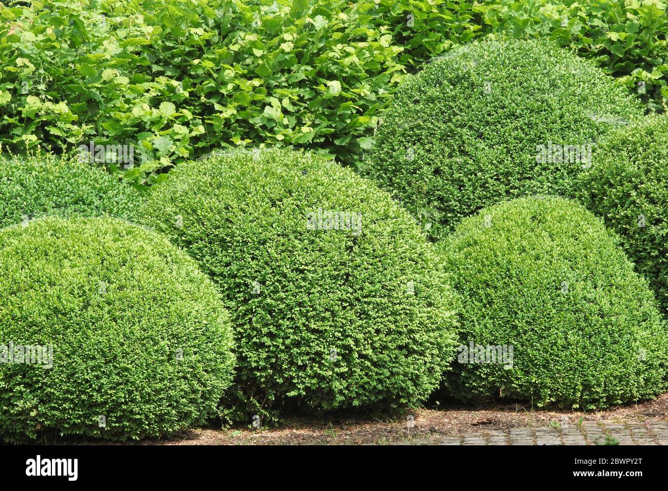 Box piantagione di alberi, giardiniere di paesaggio Foto Stock