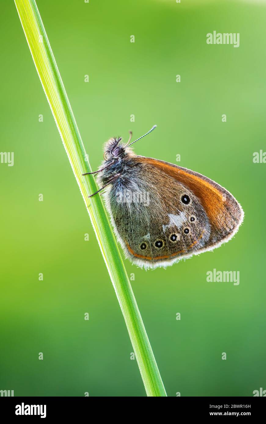 Castagno di Tugnole - Coenonympha glicerion, piccola farfalla nascosta da praterie e prati europei, Zlin, Repubblica Ceca. Foto Stock