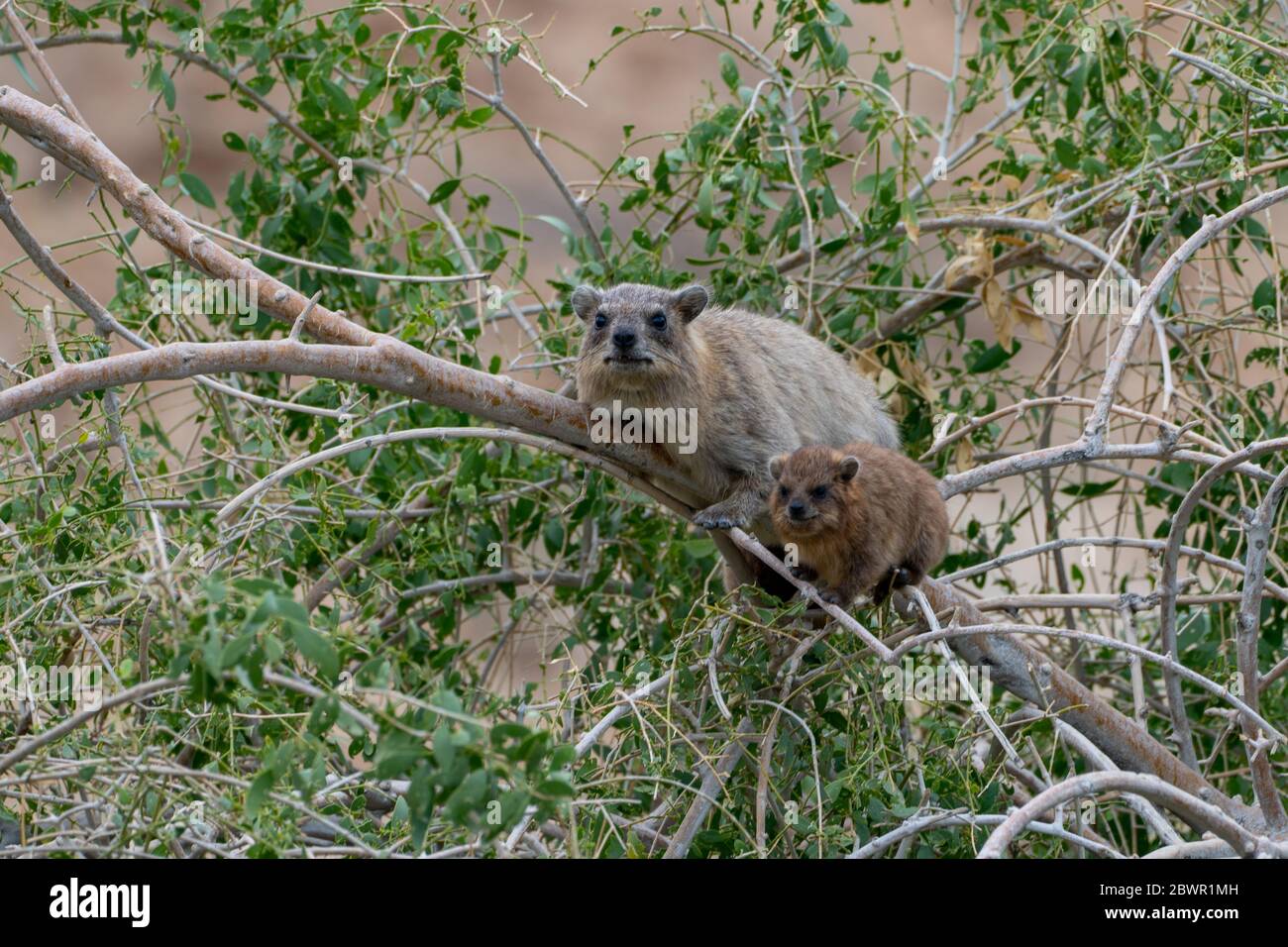 Rock hyrax Madre e giovane (Procavia capensis), Capo hyrax, dassie Foto Stock