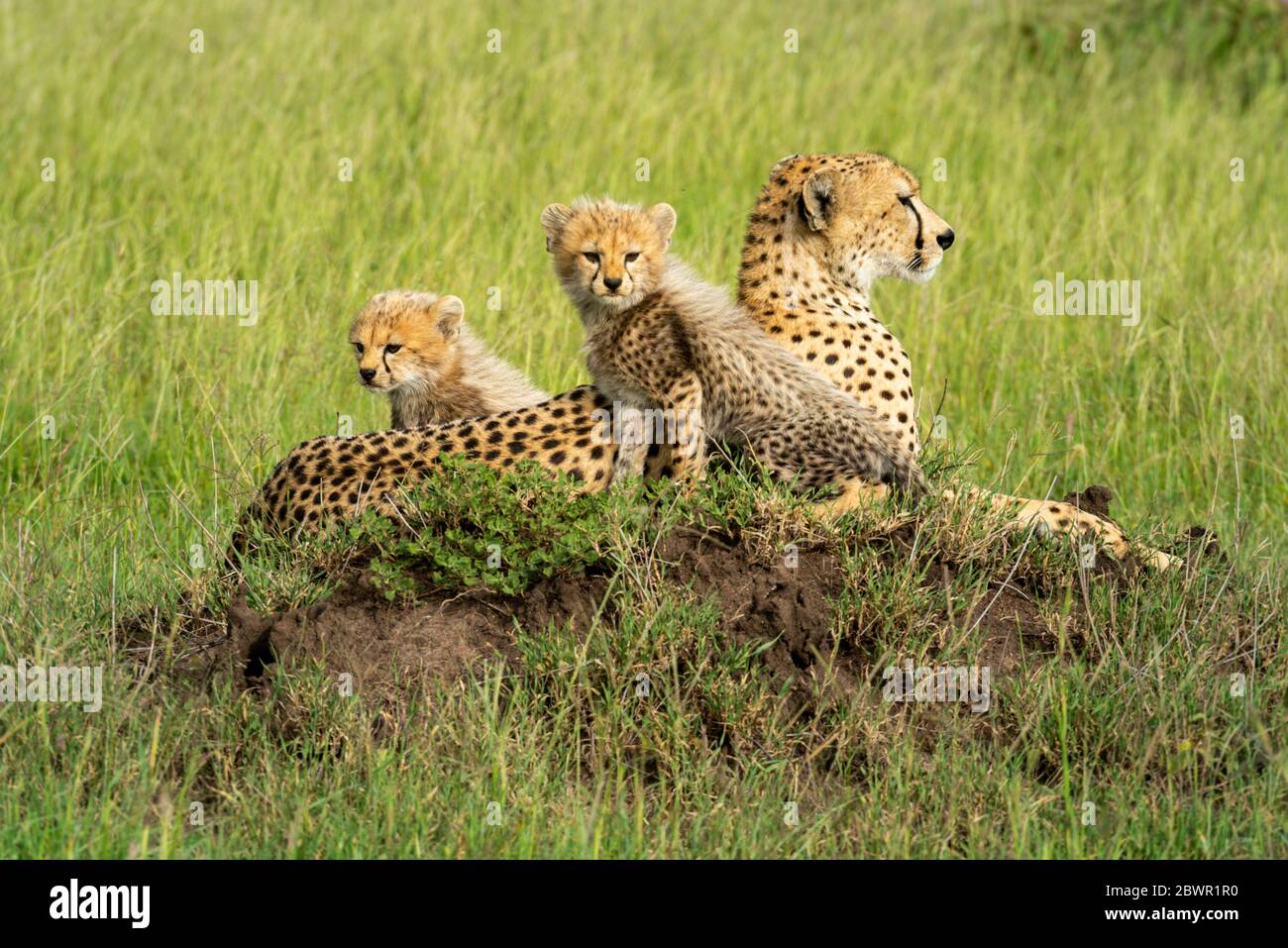 Ghepardo giace su un tumulo con due cubetti Foto Stock