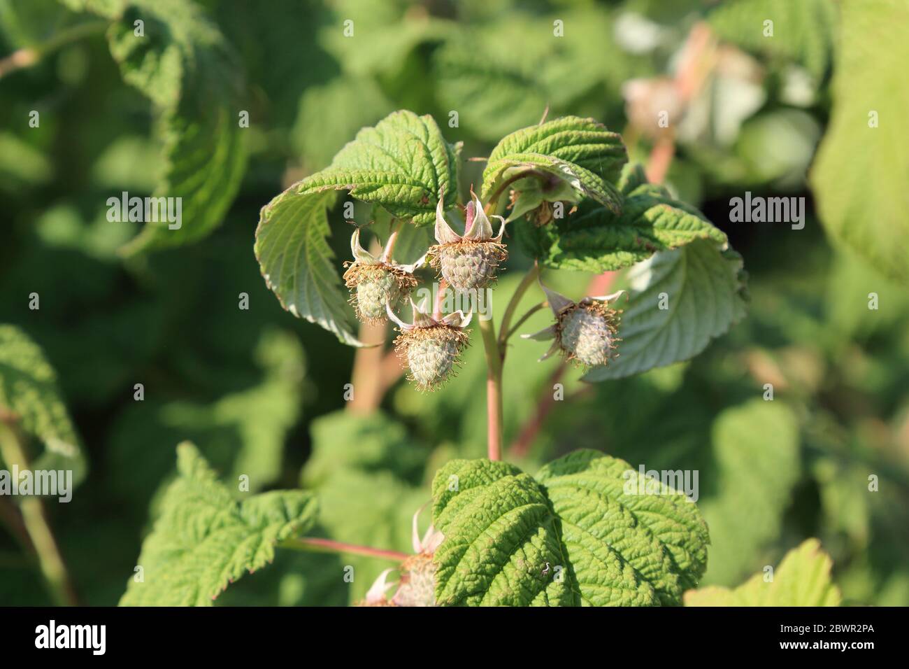 Lamponi verdi giovani su una macchia di lamponi in giardino a Kent, Regno Unito Foto Stock