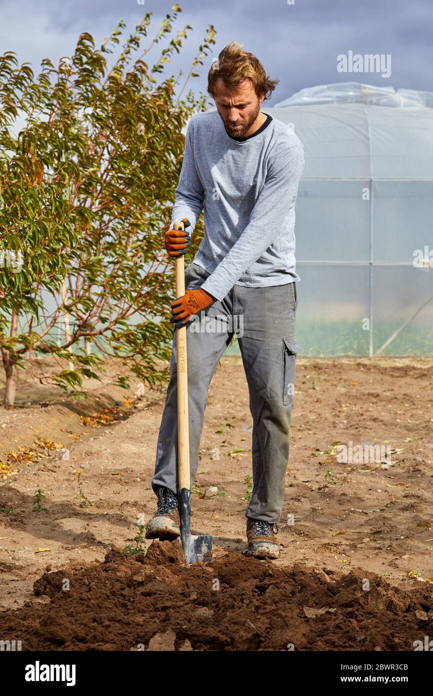 Coltivatore coltivando il terreno con pala da scavo, frutteto, Calahorra, la Rioja, Spagna, Europa Foto Stock