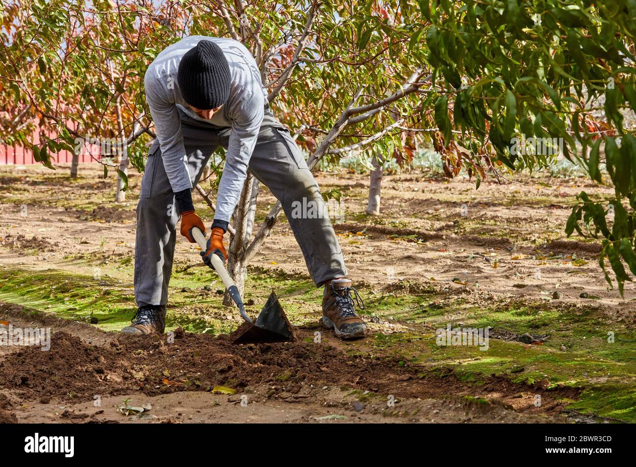 Coltivatore coltivare il terreno con zappa, frutteto, Calahorra, la Rioja, Spagna, Europa Foto Stock