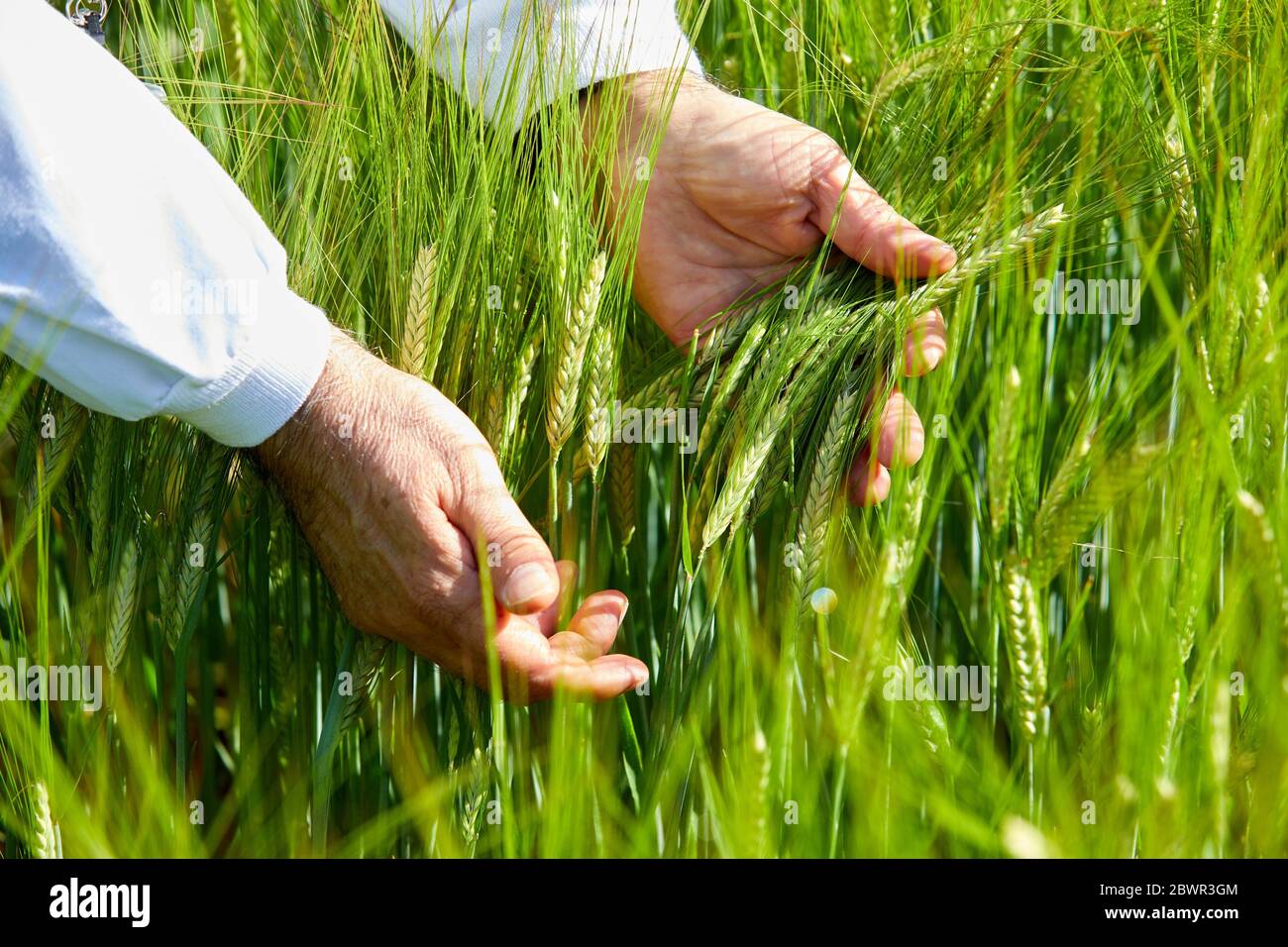 Varietà di cereali coltivate per la ricerca, campo agricolo, Araba, Paesi Baschi, Spagna Foto Stock