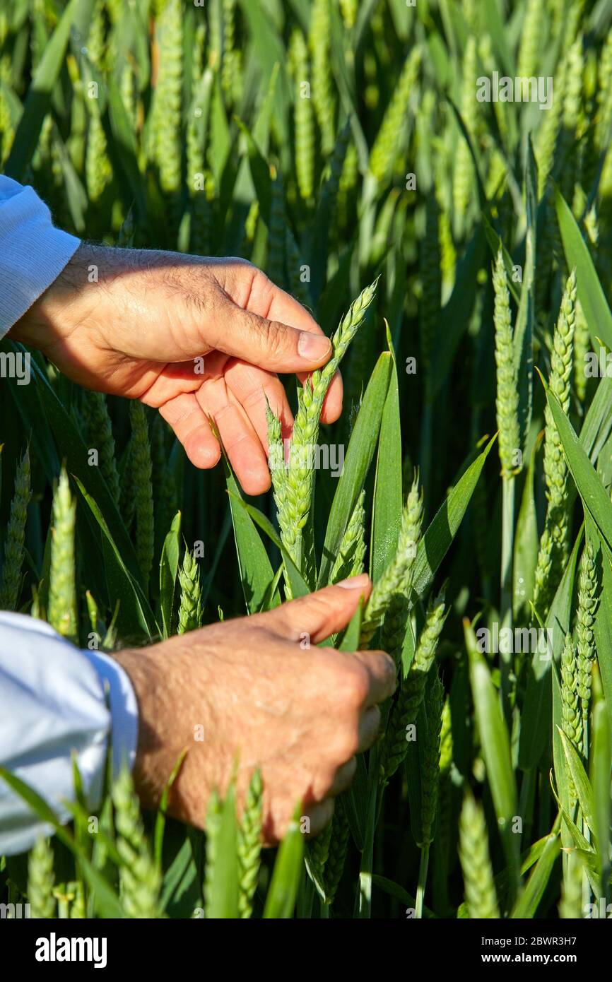 Varietà di cereali coltivate per la ricerca, campo agricolo, Araba, Paesi Baschi, Spagna Foto Stock