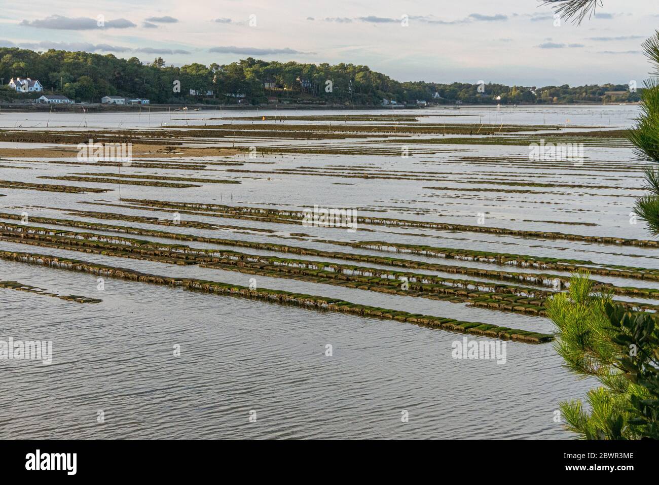 Oyster aziende agricole su Bender Island nel Golfo di Morbihan. Francia. Foto Stock