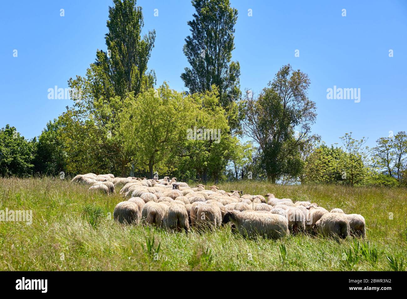 Ricerca animale, gregge di pecore, Araba, Paesi Baschi, Spagna Foto Stock