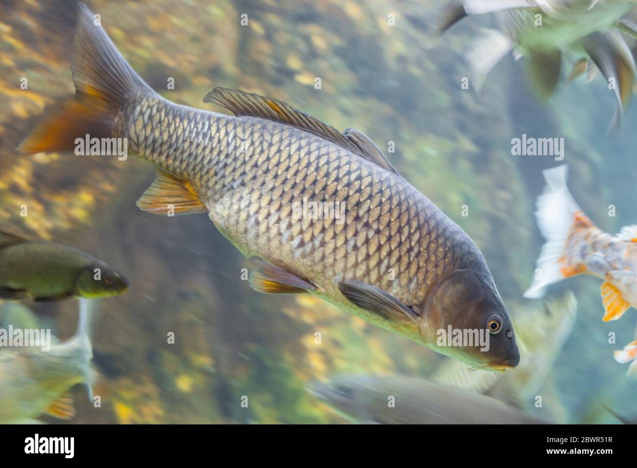 Carpa europea o Cyprinus carpio, una specie di pesci di acqua dolce, abbondanti nel fiume Guadiana, Spagna. Foto Stock