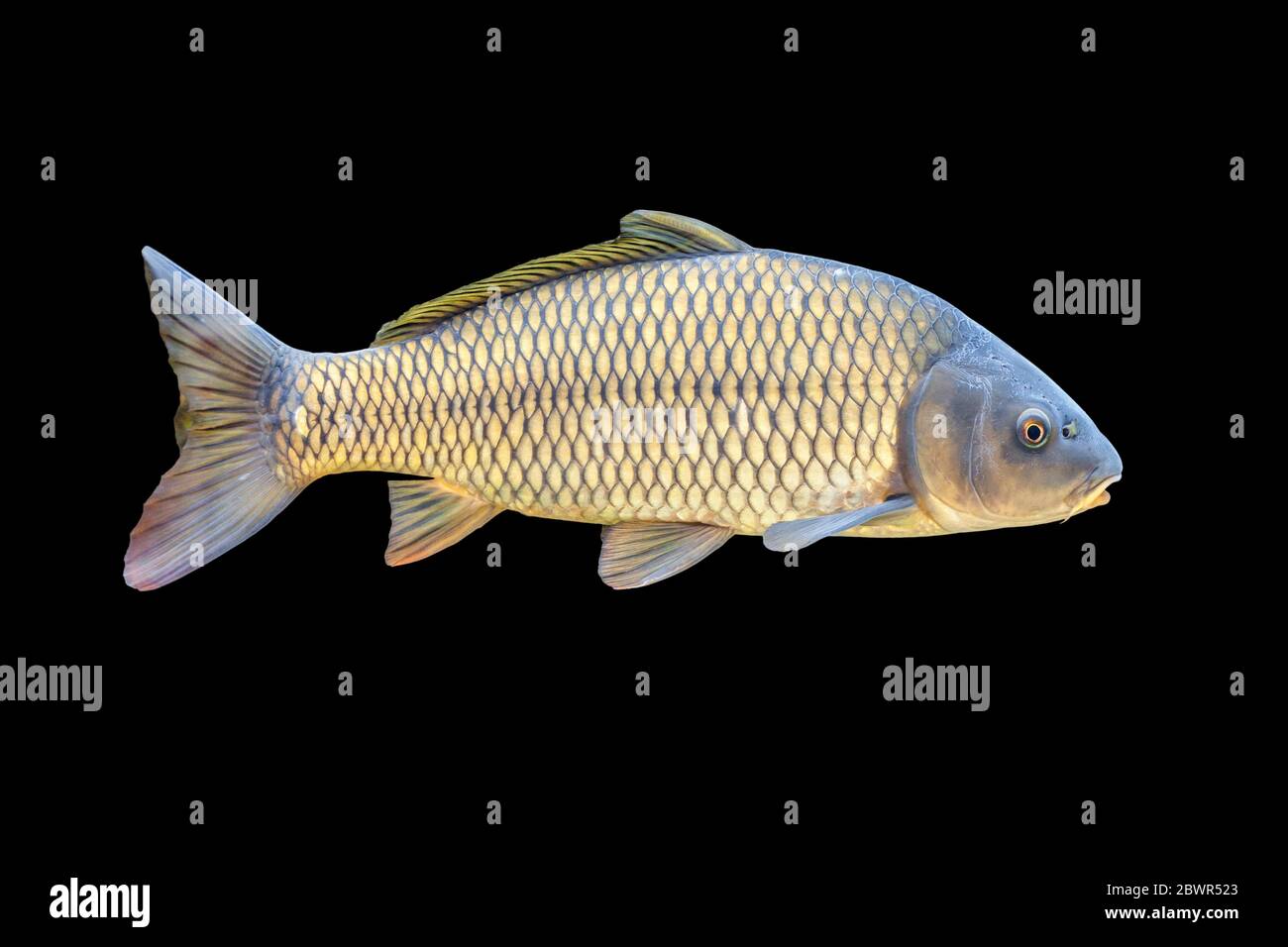Carpa europea o Cyprinus carpio, una specie di pesci di acqua dolce. Isolato su nero. Foto Stock