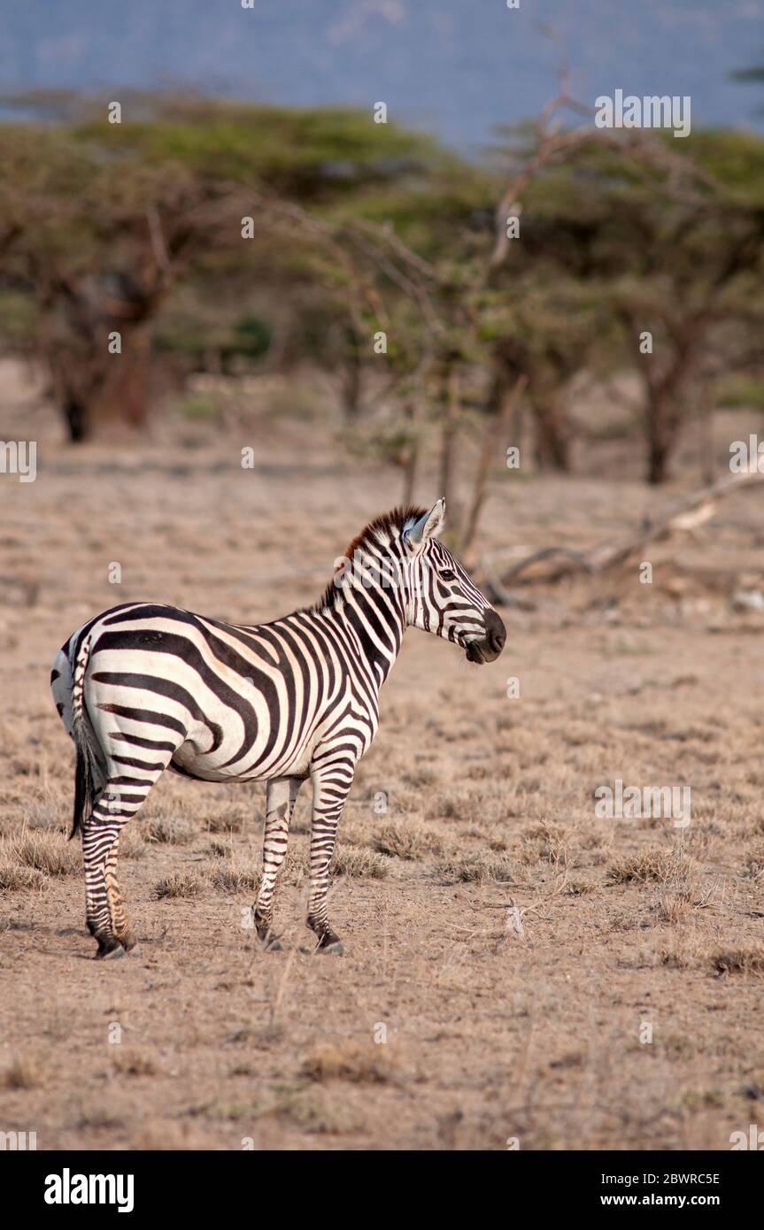 Zebra di Burchell, Equus quagga burchellii, nella Riserva Nazionale di Samburu. Kenya. Africa. Foto Stock