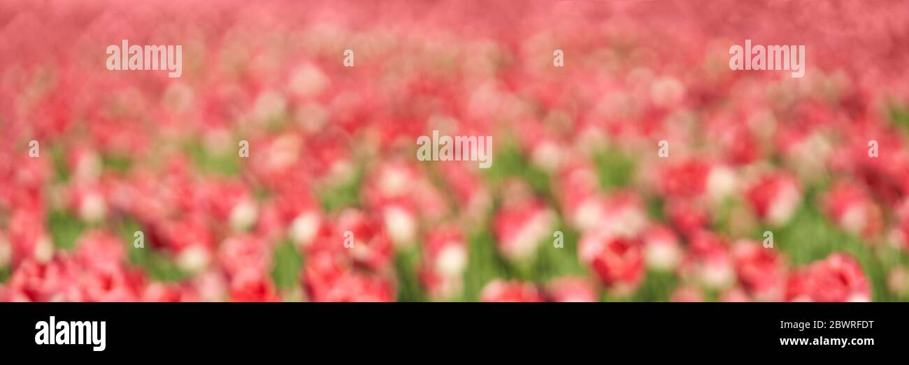 Letto di tulipano. Giardino di fondo. Parco con molti fiori Foto Stock