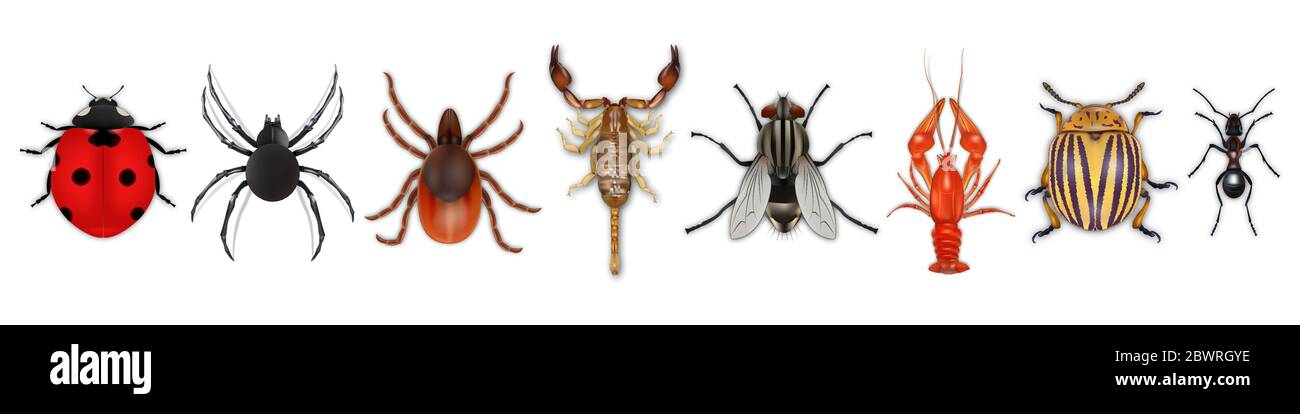 Insetti icone realistiche insieme con colorado potato Beetle, ladybug, mosca, scorpione, cancro, ragno, zecca, ant isolato su sfondo bianco. Vettore Illustrazione Vettoriale