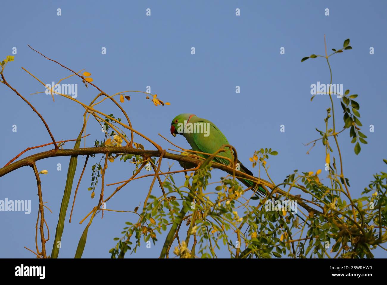 un giovane pappagallo verde che mangia frutta jujoba sul ramo dell'albero Foto Stock