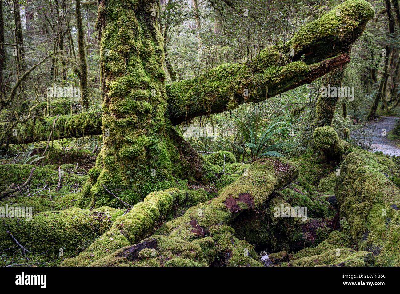 Alberi ricoperti di muschio nella foresta vergine di Cascade Creek, Fiordland National Park, South Island, Nuova Zelanda Foto Stock