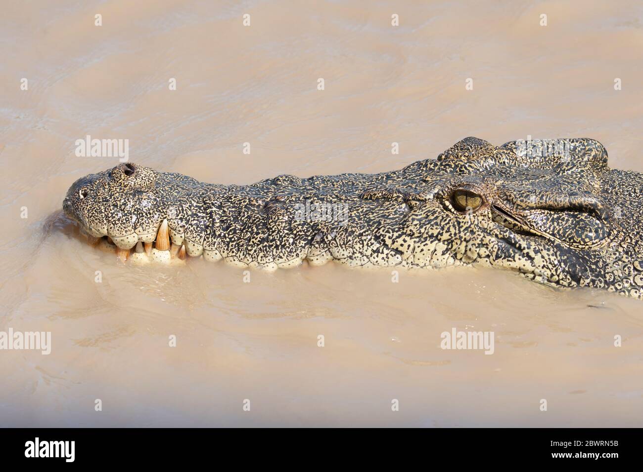 Testa di un coccodrillo d'acqua salata o di un coccodrillo d'estuarina (Crocodylus porosus) che si aggirano nel fiume Adelaide, territorio del Nord, NT, Australia Foto Stock