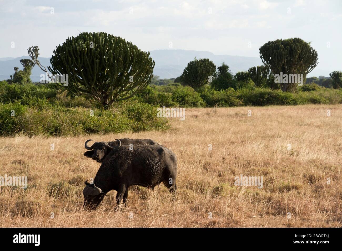 Un paio di tori di Cape Buffalo pascolano nelle savane erbate del Queen Elizabeth National Park. I tori più vecchi tendono a lasciare le mandrie di razza e. Foto Stock