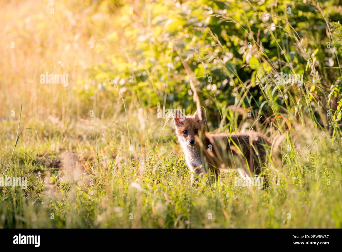 junger Fuchs in hohem Gras am Waldrand im Aaretal Foto Stock