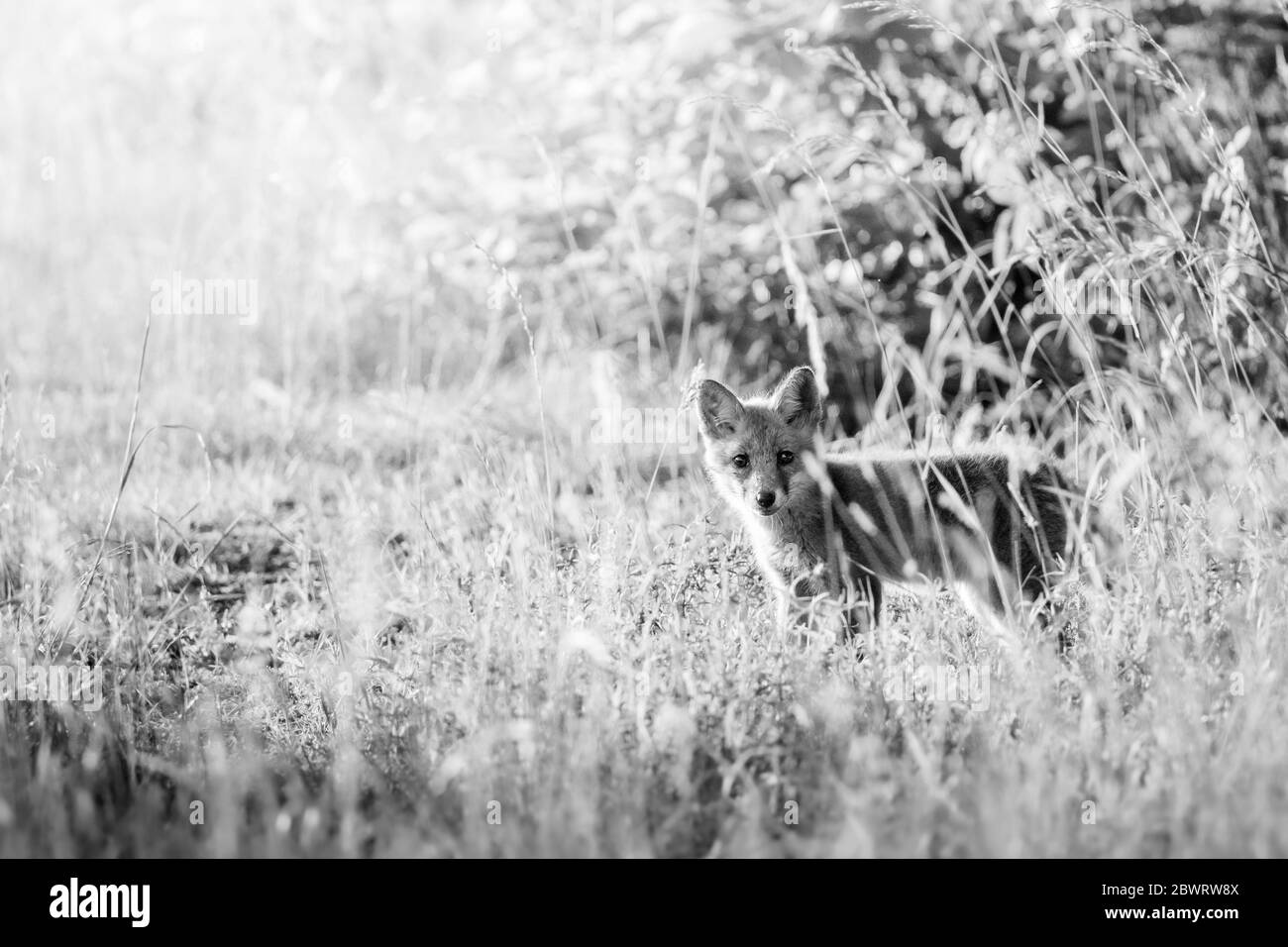 junger Fuchs in hohem Gras am Waldrand im Aaretal Foto Stock