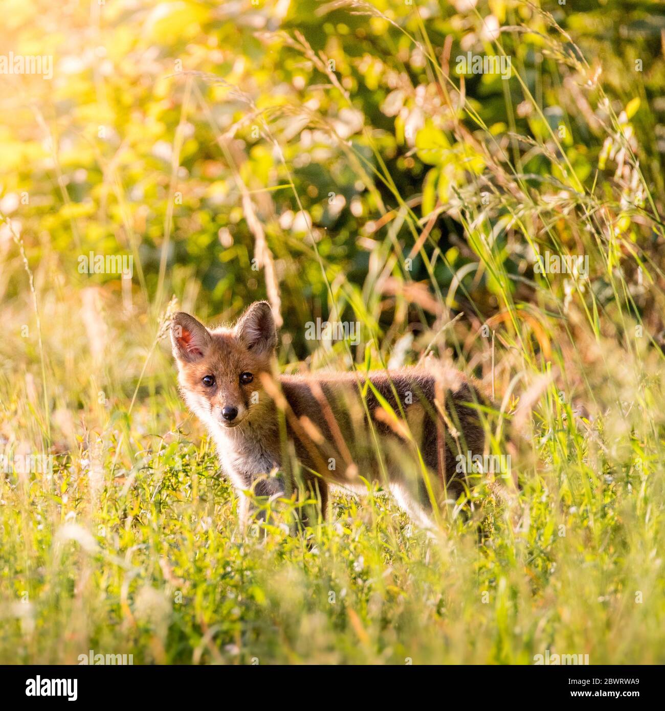 junger Fuchs in hohem Gras am Waldrand im Aaretal Foto Stock