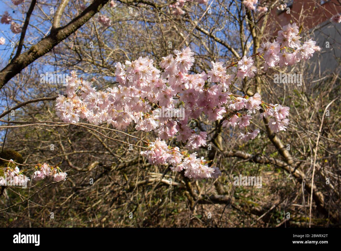 Primo piano di fiori di un bokeh ornamentale di ciliegio, Prunus serrulata Foto Stock