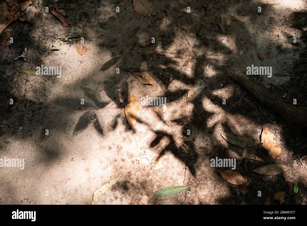 lascia ombra Foto Stock