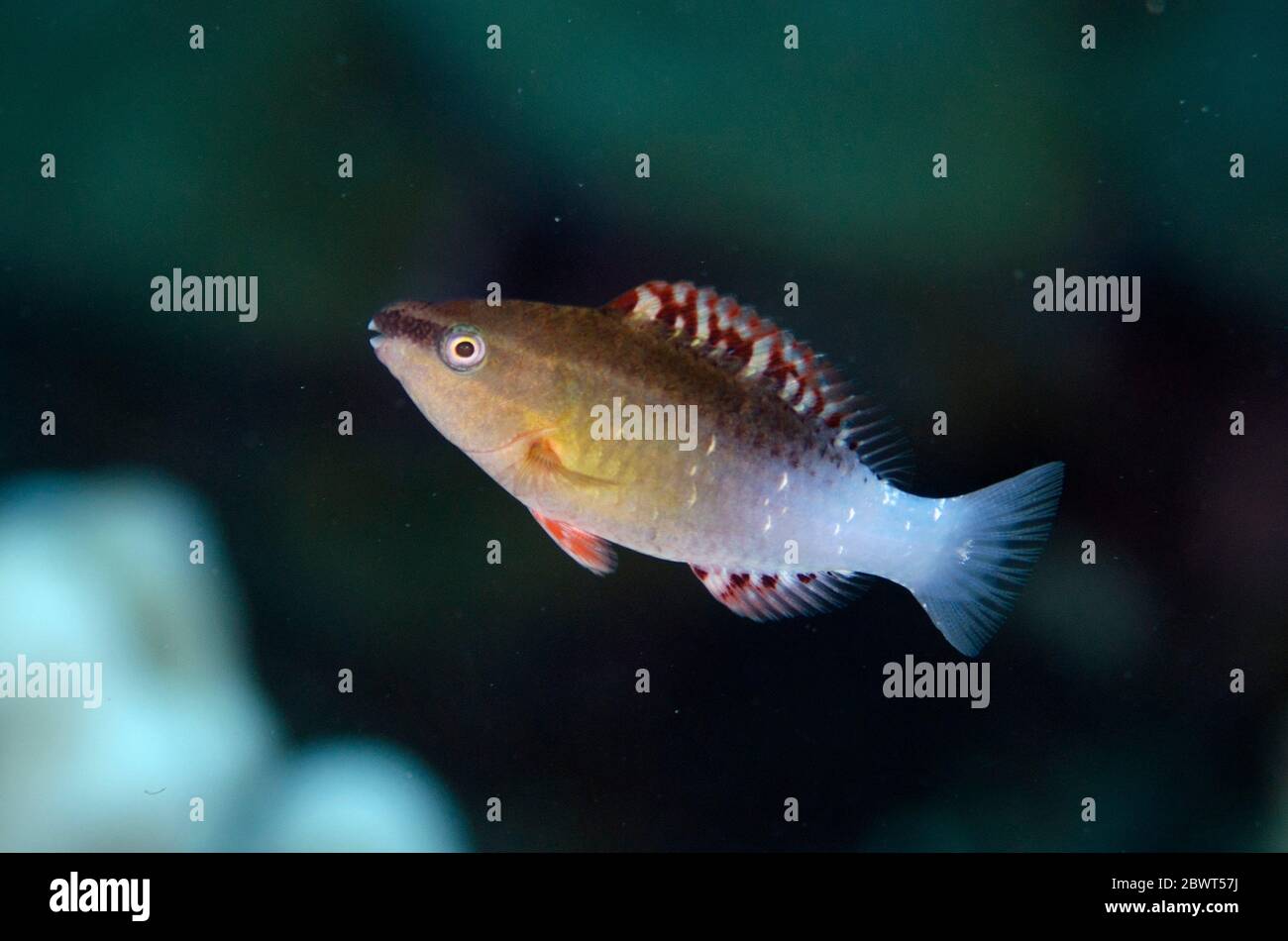 Parrotfish (Scarus frenatus), sito di immersione dell'isola di Suanggi, Isole banda, Indonesia, Mare di banda. Foto Stock