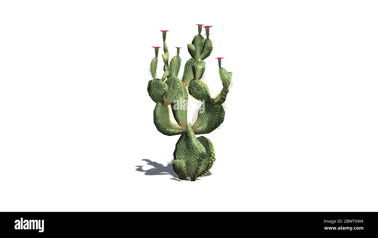 Beavertail Cactus - isolato su sfondo bianco Foto Stock