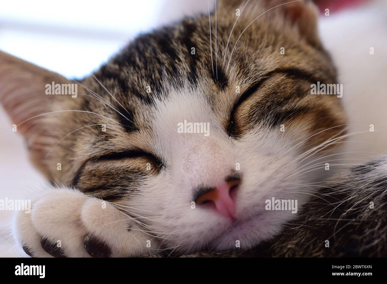 Kitten chiamato Neo Sleeping, Boa Vista, Capo Verde: Test della macro lente Sigma 105mm e profondità di campo poco profonda sul mio gattino durante la quarantena Foto Stock