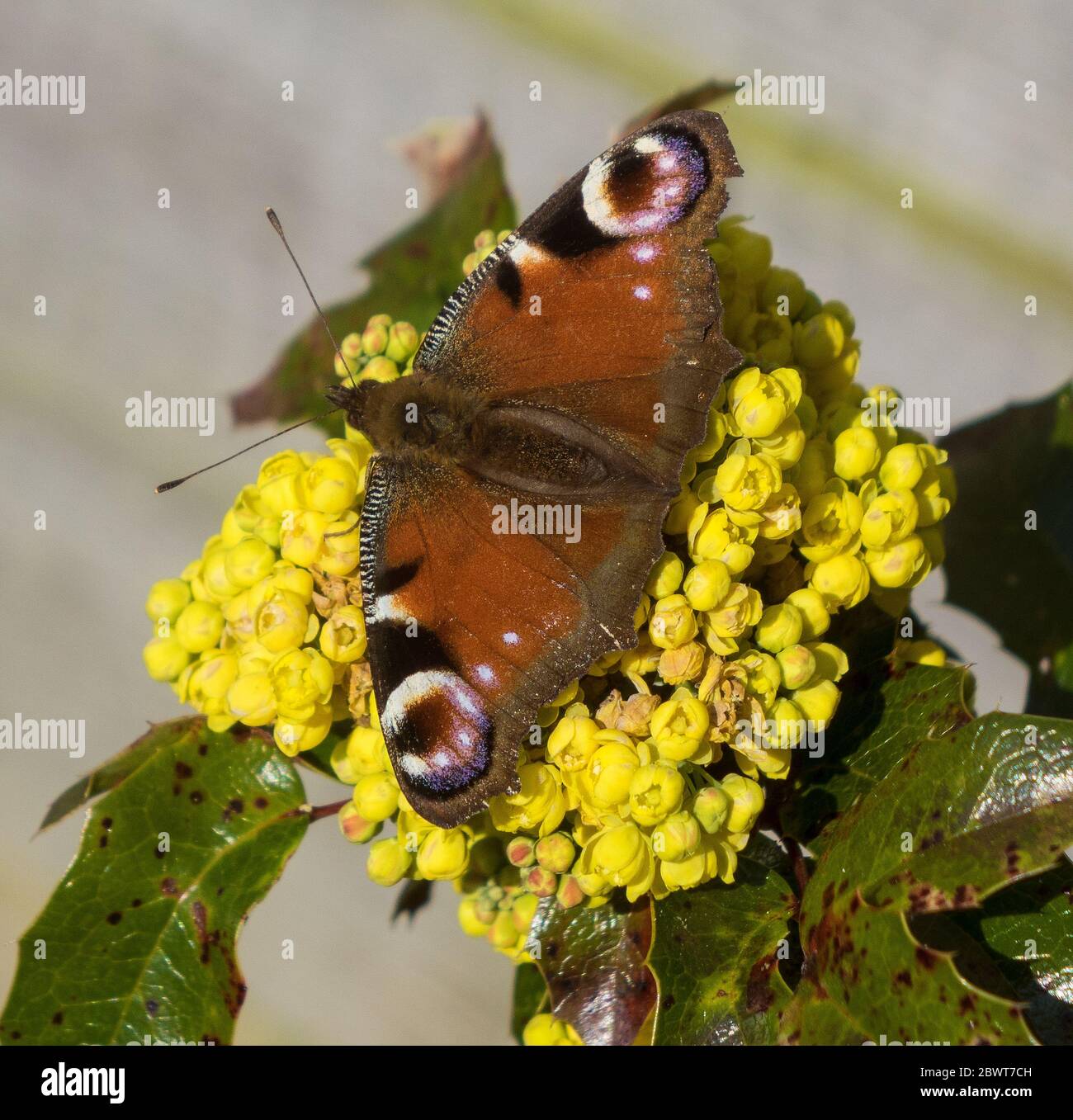 Farfalla pavone Foto Stock