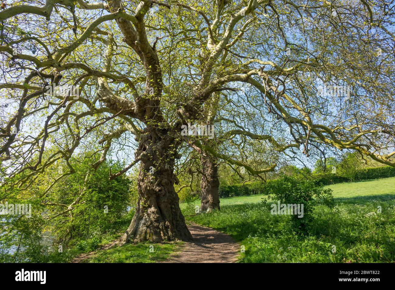 Alberi di acero Foto Stock