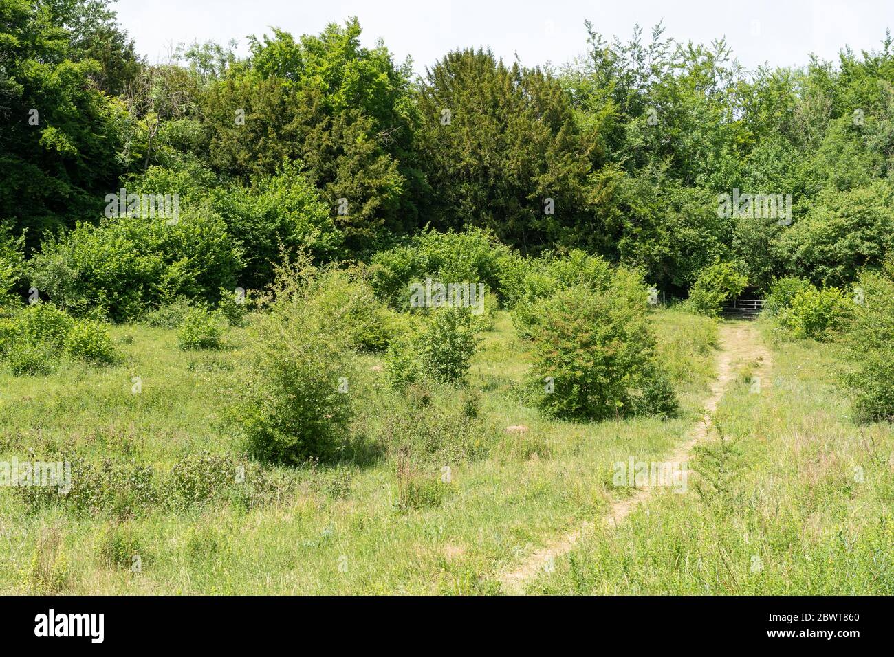La riserva naturale di Homefield Wood SSSI nel Buckinghamshire, Inghilterra, Regno Unito, un luogo importante per le orchidee rare Foto Stock
