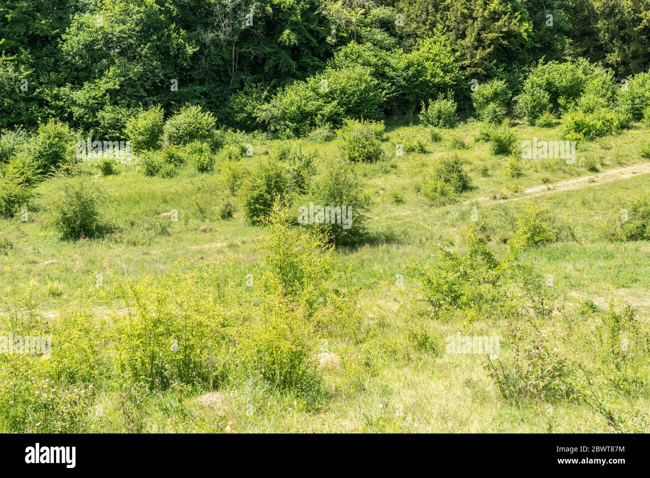 La riserva naturale di Homefield Wood SSSI nel Buckinghamshire, Inghilterra, Regno Unito, un luogo importante per le orchidee rare Foto Stock