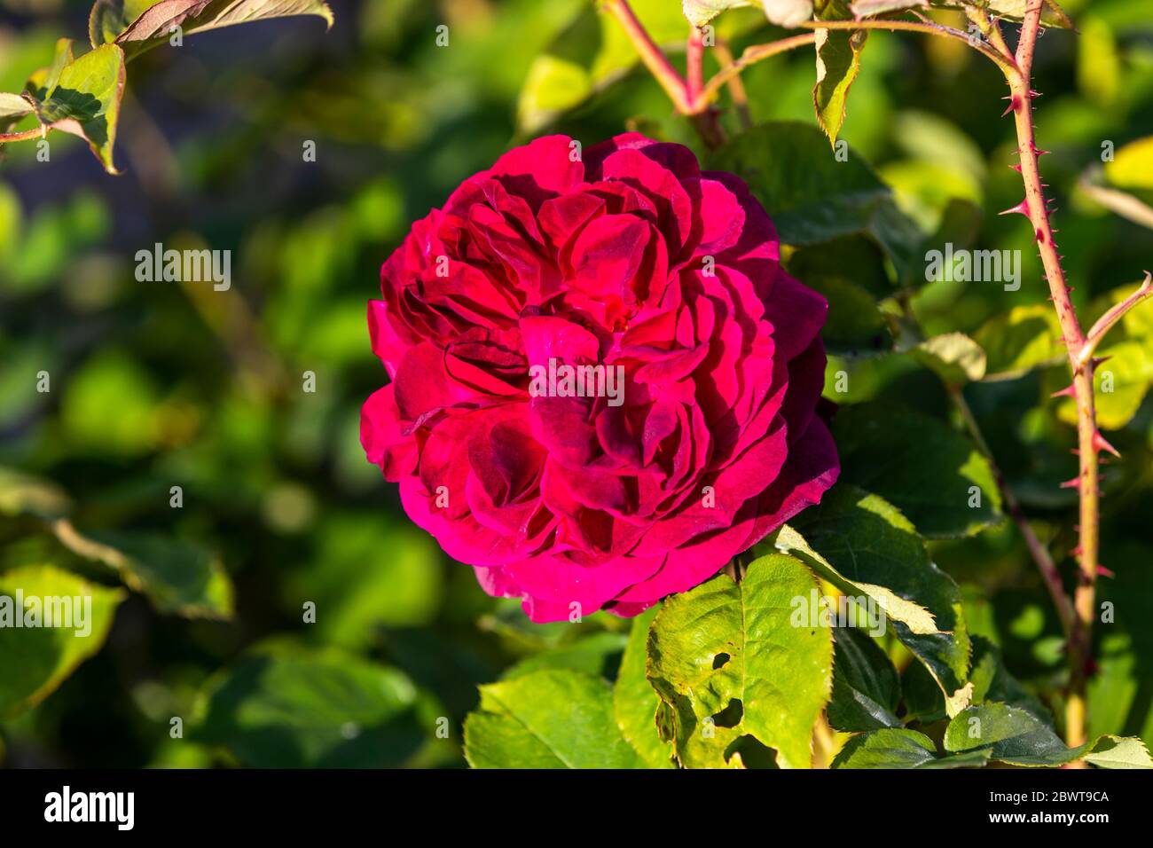 Bosco di Munstead di Rose. Rose Cottage Garden. Foto Stock