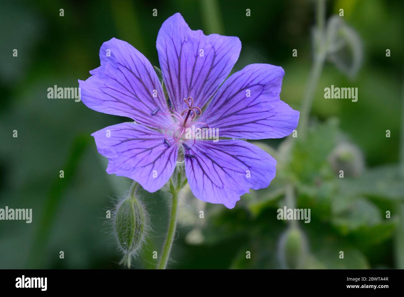 Grande fiore blu con le vene più scure di Geranium Alan Mayes Foto Stock