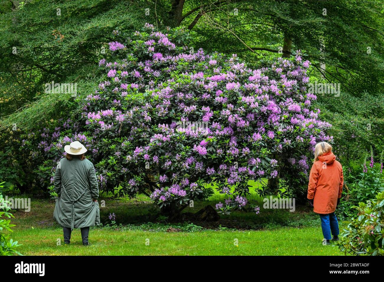 I visitatori rimangono socialmente distanziati mentre ammirano le fioriture durante le passeggiate di campagna all'Attingham Park nello Shropshire, il primo giorno della riapertura dei giardini e dei parchi del National Trust dopo l'epidemia di coronavirus. National Trust sta gradualmente riaprendo giardini e parchi in Inghilterra e Irlanda del Nord con la prenotazione anticipata necessaria per limitare i numeri e mantenere la sicurezza pubblica. Foto Stock