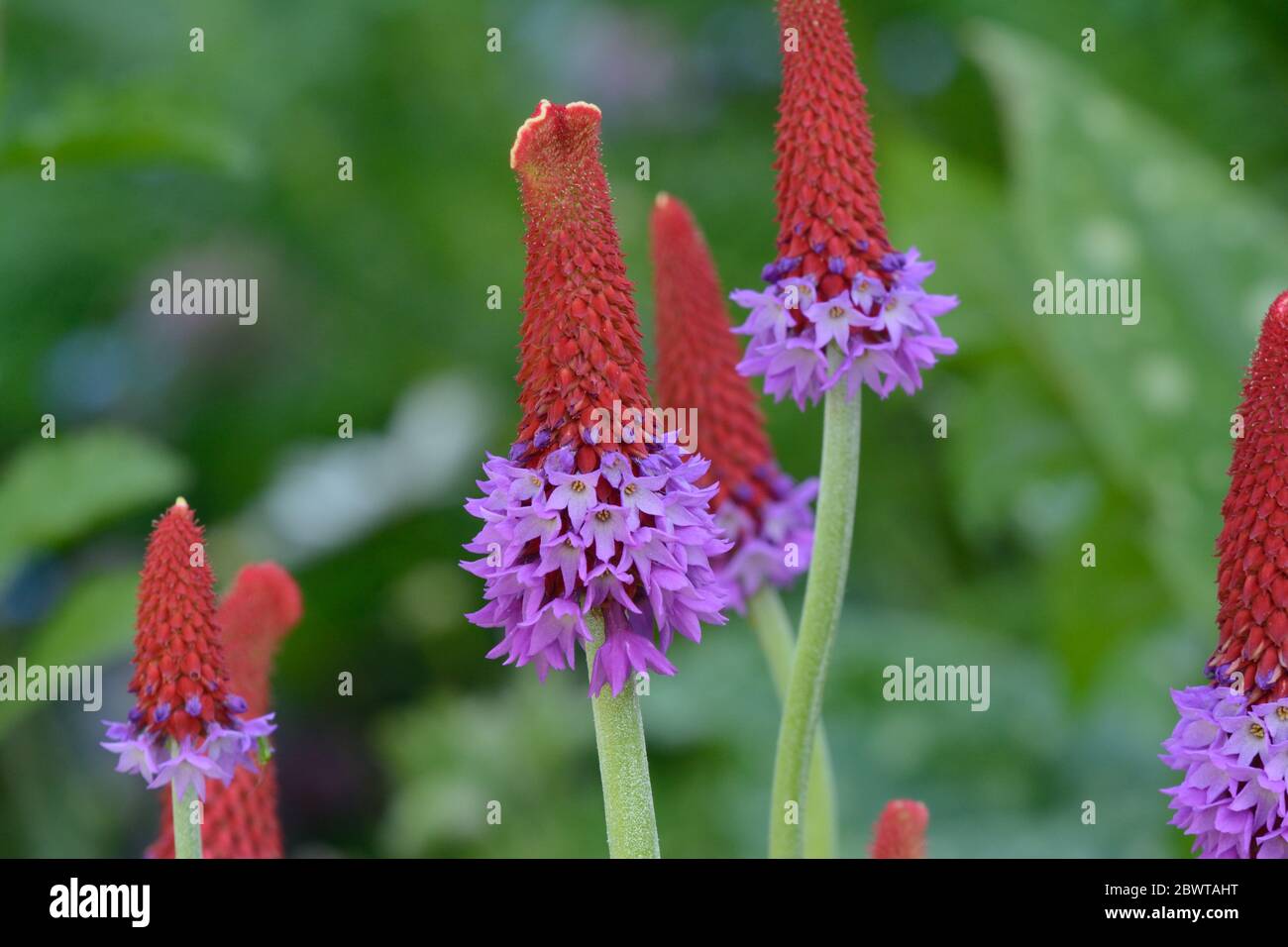 Arpionismo a forma di razzo del fiore Spike Orchidea Primula vialii Foto Stock