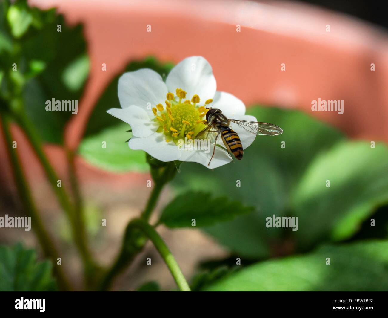 Un hoverfly che riposa sul fiore bianco grazioso di una pianta di fragola che cresce in un contenitore Foto Stock