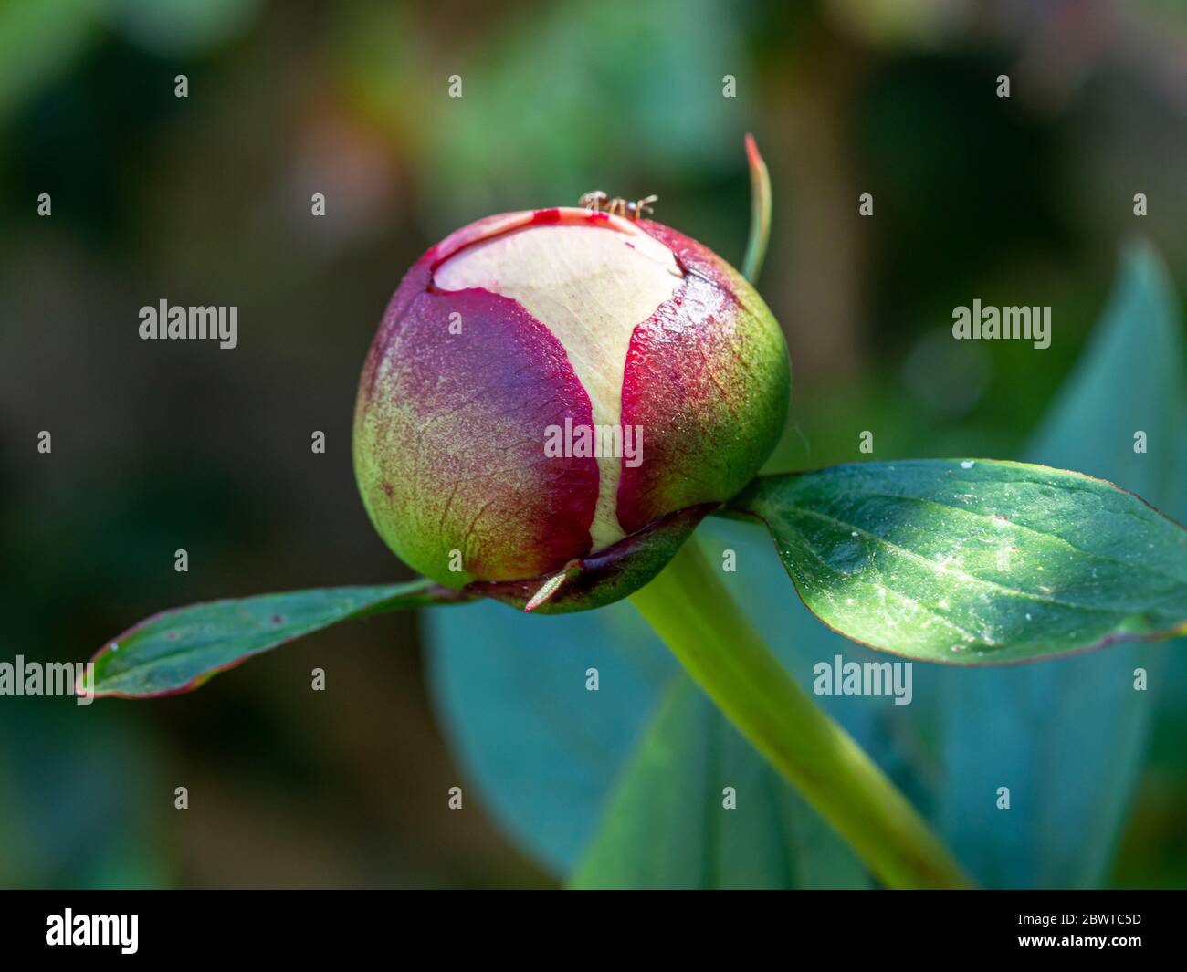 Primo piano di un grande germoglio viola e verde su una pianta di pony Foto Stock