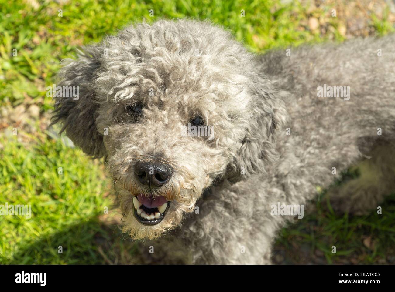 poodle trimmed sull'erba. cane divertente con i capelli corti. Foto Stock